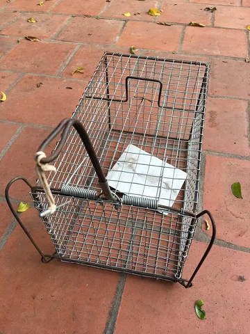 Lồng bẫy mèo, kích thước 25x40 (cm)